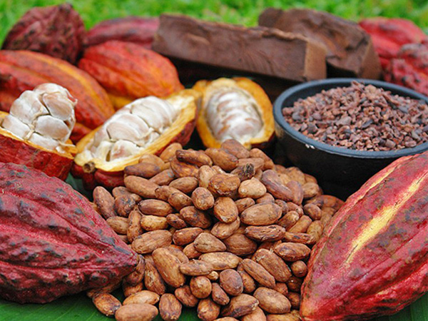 Cacao tốt cho sức khỏe