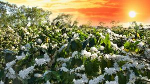 Hoa cà phê nở rộ